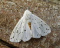 INS-3822 Spilosoma lubricipeda