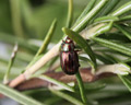 Chrysolina americana