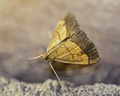 Evergestis limbata