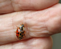 Harmonia axyridis