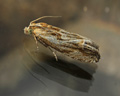 Eucosma cana