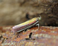 Oncocera semirubella