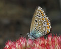 Polyommatus icarus