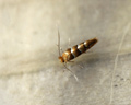 Phyllonorycter tristrigella