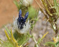 Xylocopa violacea