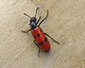 Mylabris quadripunctata