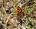 Lycaena phlaeas