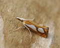 Catoptria pinella