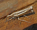 Ancylolomia disparalis