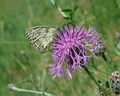 Melanargia galathea