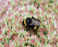 Bombus lucorum