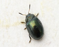 INS-4171 Plagiodera versicolora