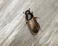 Aphodius prodromus