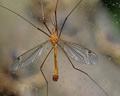 Tipula (Lunatipula) lunata