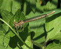 Platycnemis pennipes