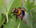 Volucella bombylans