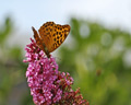 Argynnis paphia