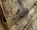 Tipula confusa