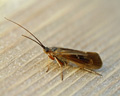 Limnephilus sp.