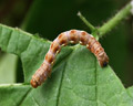 INS-4695 Erannis defoliaria