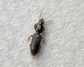 Clivina sp. (prob. Clivina fossor)