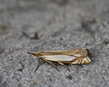 Crambus pascuella