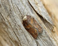 Acleris hastiana