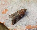 Acrobasis suavella