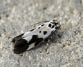 Ethmia quadrillella