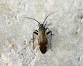 Adelphocoris seticornis