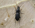 Pterostichus cristatus