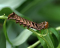 INS-5038 Melanchra persicariae