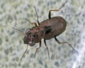 Notiophilus quadripunctatus