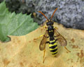 Nomada succincta