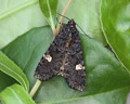 INS-5223 Melanchra persicariae