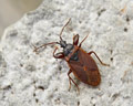 Gastrodes grossipes