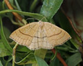 Cyclophora linearia