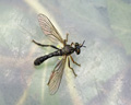 Dioctria hyalipennis