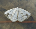 Lomographa temerata