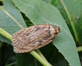 Depressaria radiella