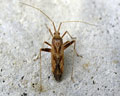 Phytocoris varipes