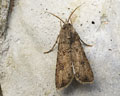 Agrotis segetum