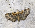 Eupithecia linariata