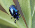 Chrysolina coerulans