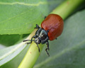 Chrysomela tremulae