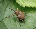 INS-5764 Curculio nucum