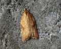 Acleris ferrugana