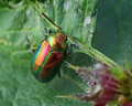 Chrysolina fastuosa