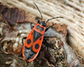 INS-5948 Pyrrhocoris apterus