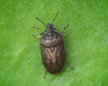 Podops inunctus